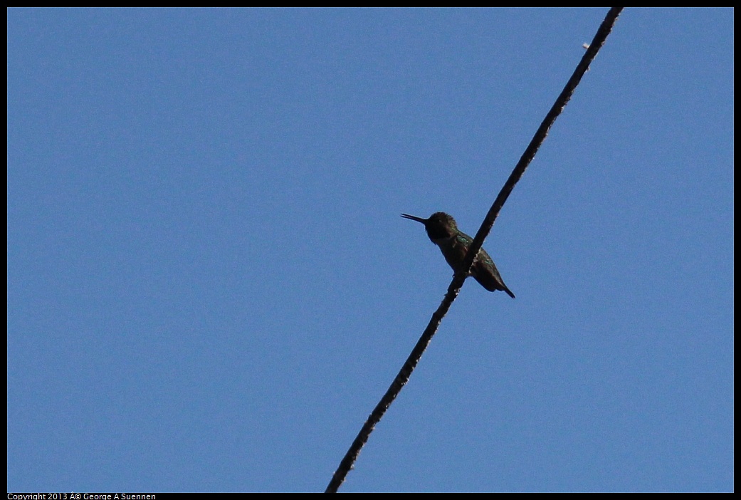0316-153822-04.jpg - Anna's Hummingbird