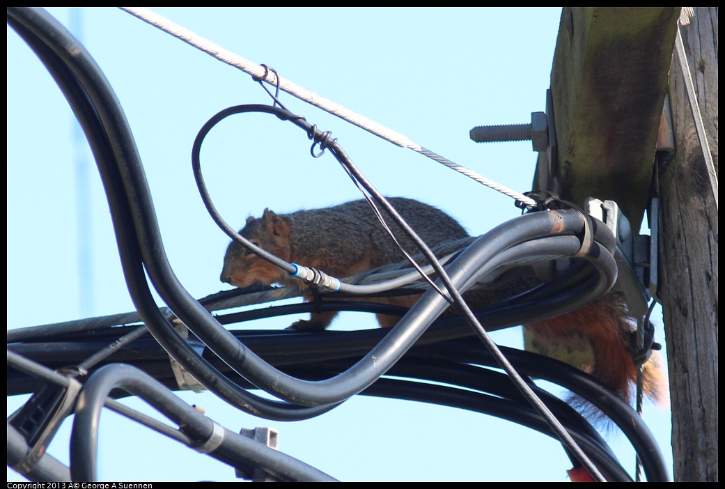 0316-154122-01.jpg - Squirrel (chewing on wire)