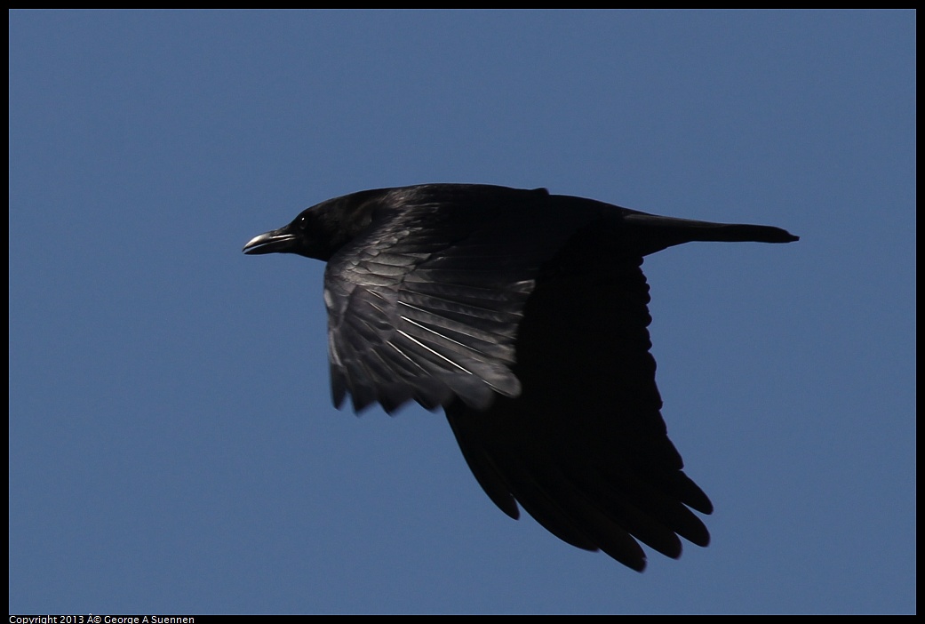 0317-131956-01.jpg - American Crow