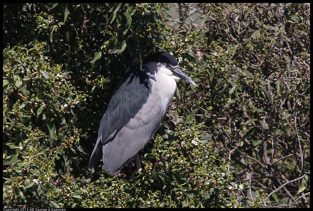 0317-132320-01.jpg - Black-crowned Night Heron