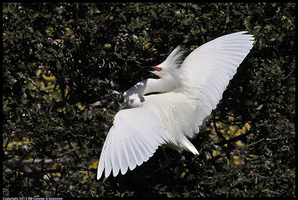 0317-132501-03.jpg - Snowy Egret