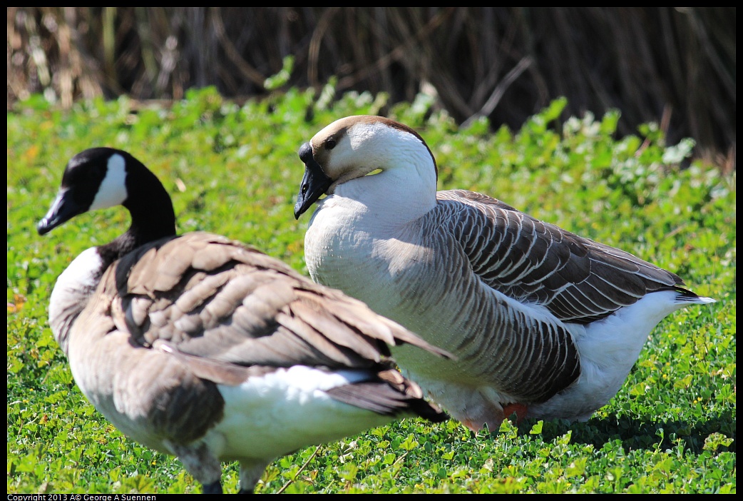 0317-132812-04.jpg - Swan Goose and Canada Goose