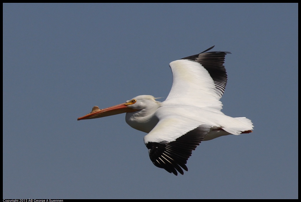 0317-132943-01.jpg - American White Pelican