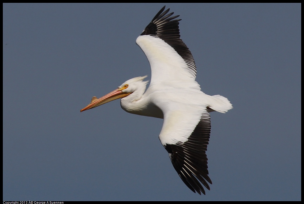 0317-132945-02.jpg - American White Pelican