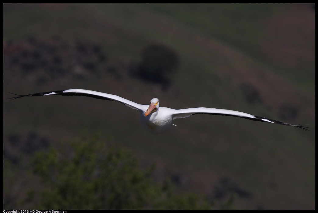 0317-132947-03.jpg - American White Pelican