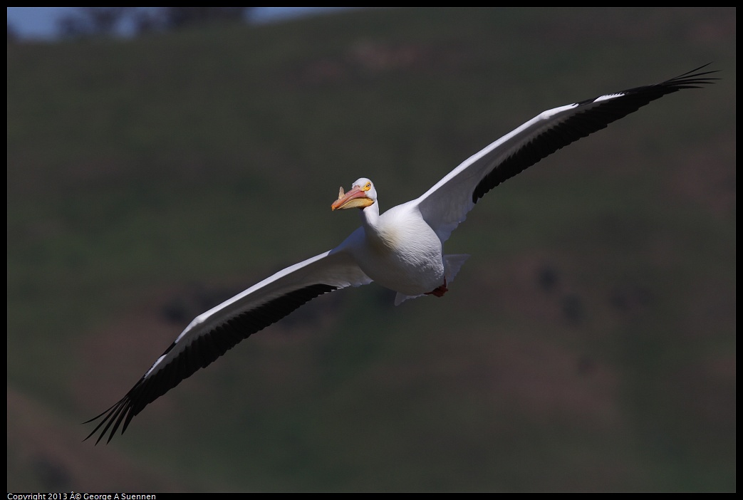 0317-132949-05.jpg - American White Pelican