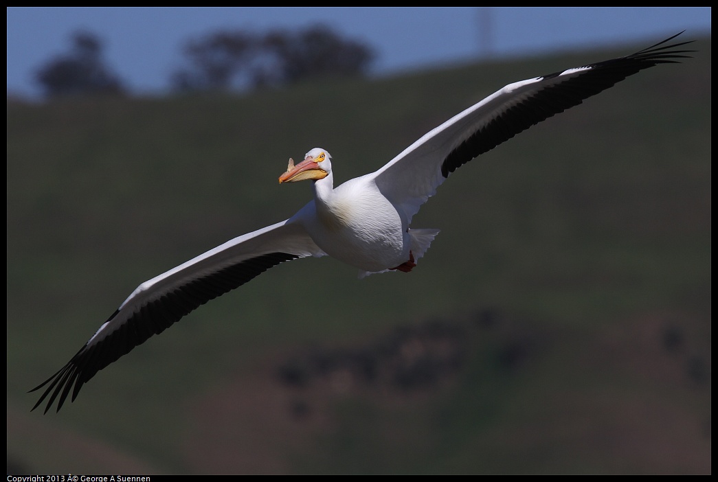 0317-132949-06.jpg - American White Pelican