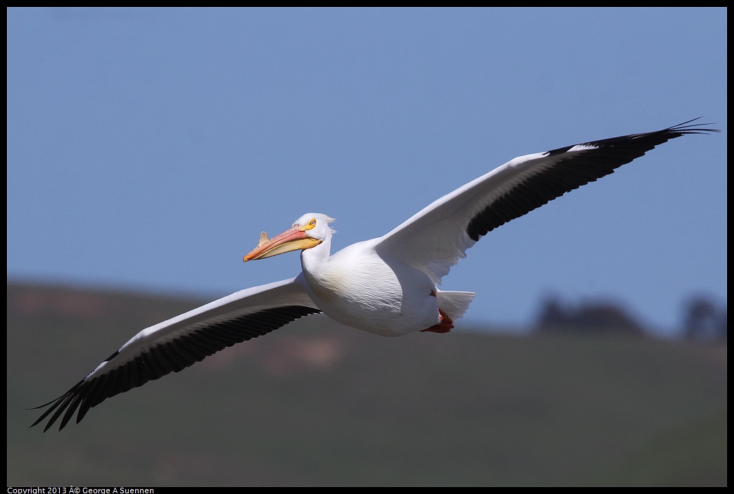 0317-132950-03.jpg - American White Pelican