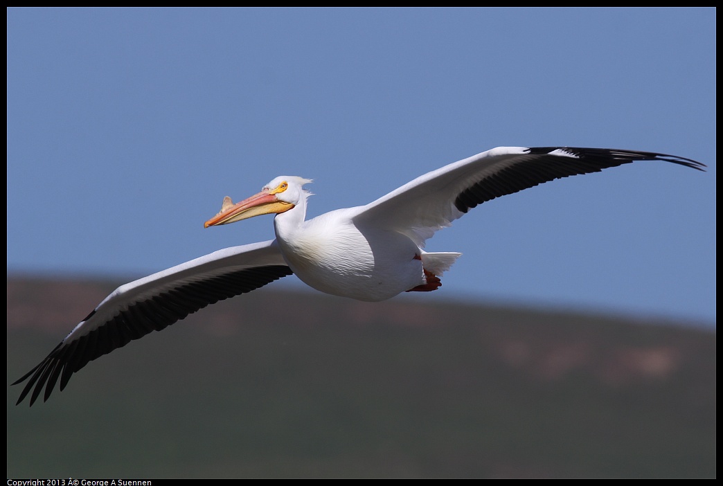 0317-132950-04.jpg - American White Pelican