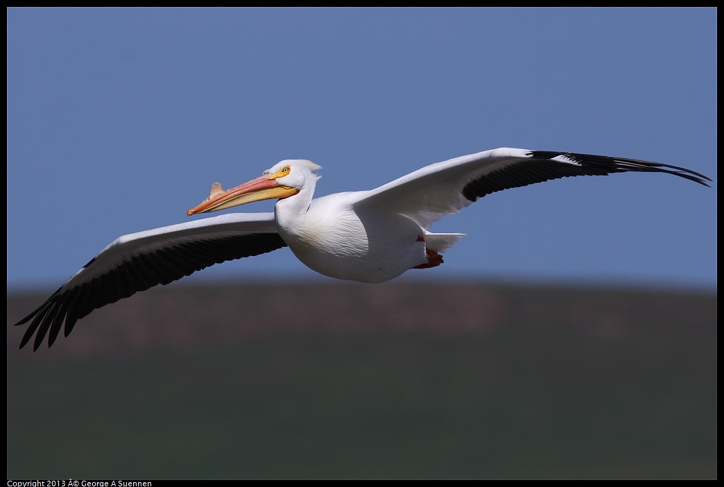 0317-132950-05.jpg - American White Pelican