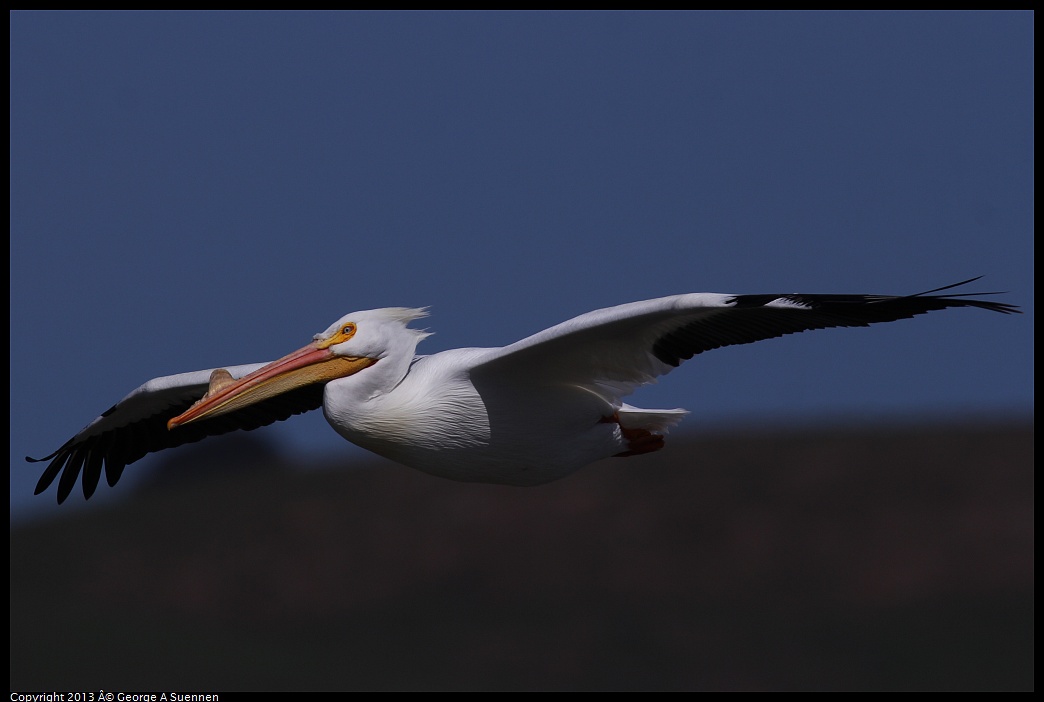 0317-132951-05.jpg - American White Pelican