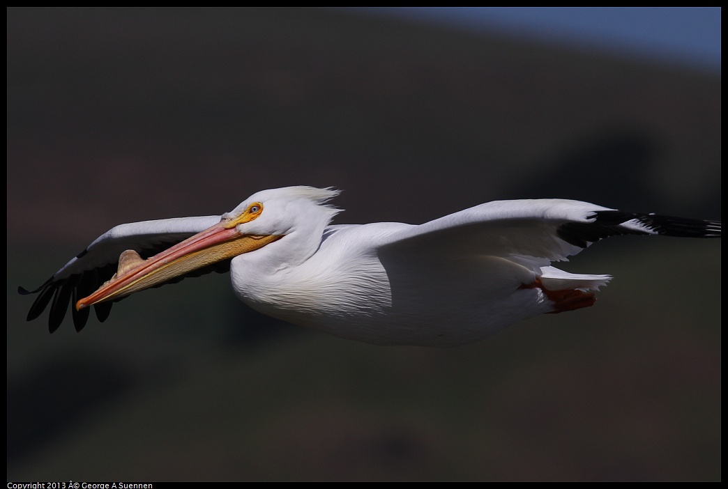 0317-132952-03.jpg - American White Pelican