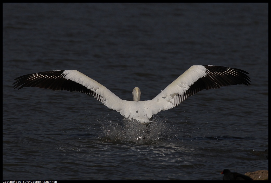 0317-133001-02.jpg - American White Pelican