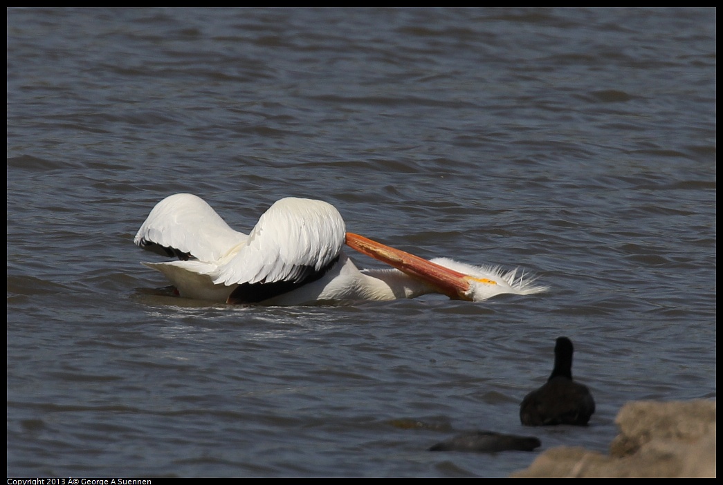0317-133006-02.jpg - American White Pelican