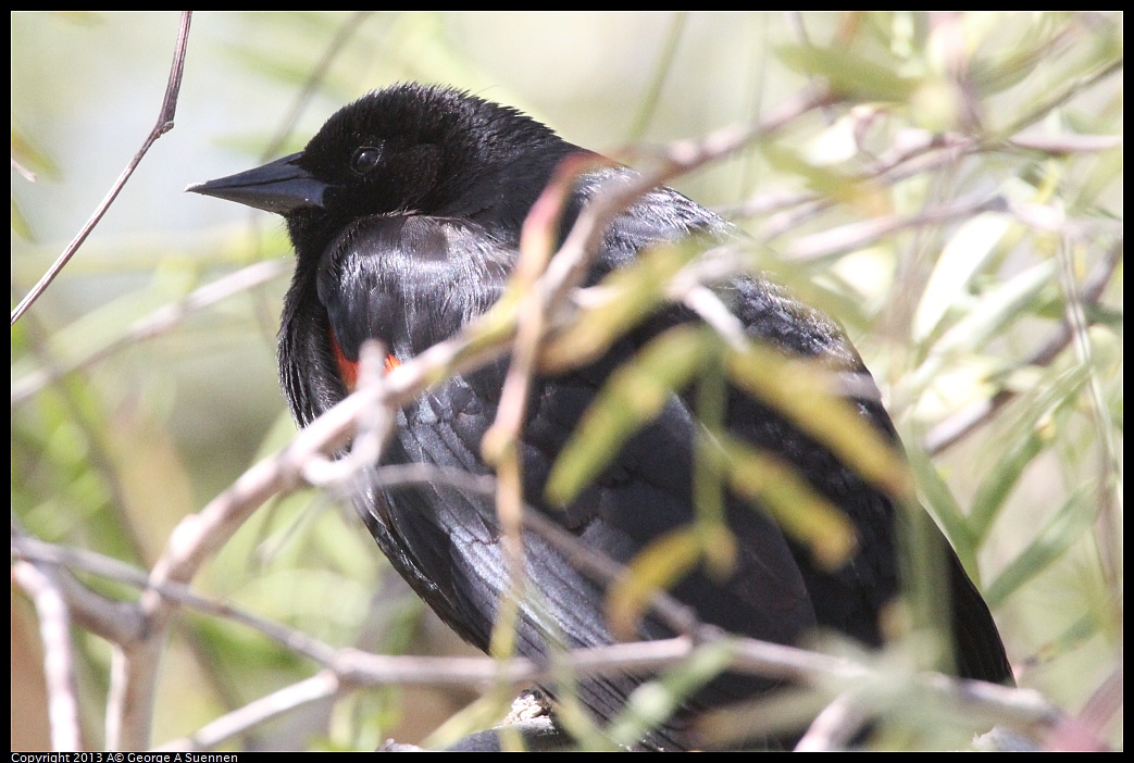 0317-133036-01.jpg - Red-winged Blackbird