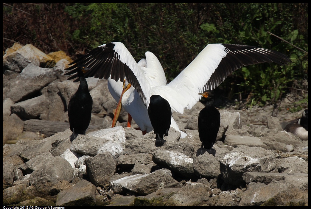 0317-133240-01.jpg - American White Pelican and Double-crested Cormorant