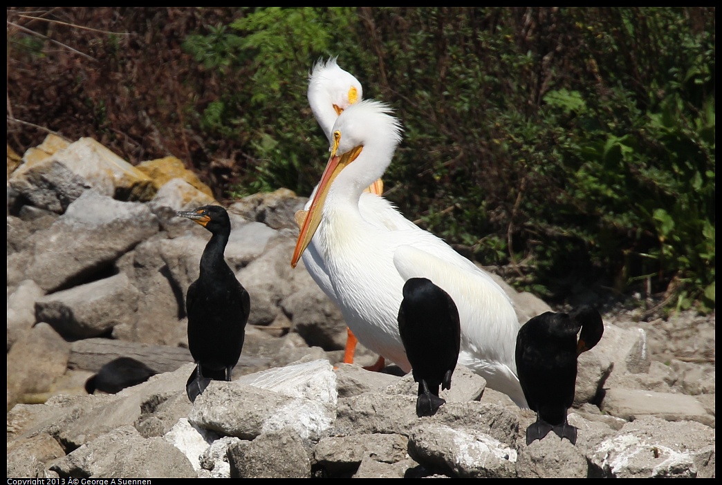 0317-133310-02.jpg - American White Pelican and Double-crested Cormorant
