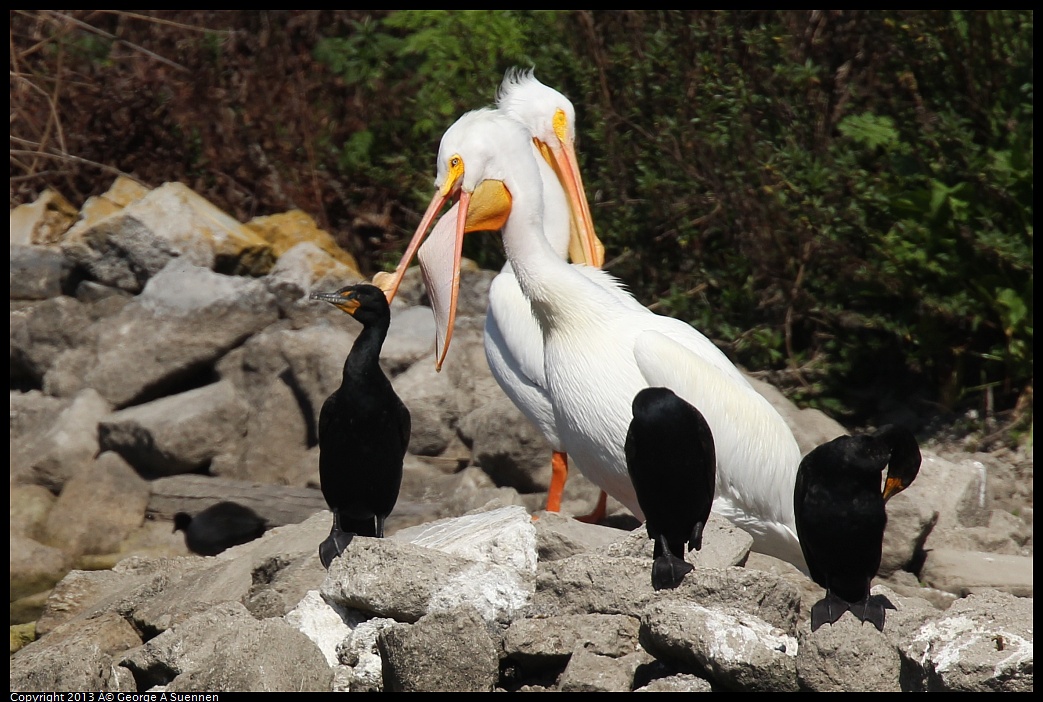0317-133311-02.jpg - American White Pelican and Double-crested Cormorant