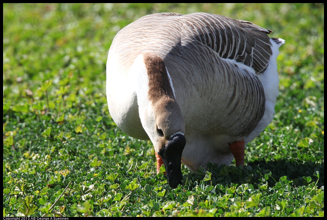 0317-133557-01.jpg - Swan Goose