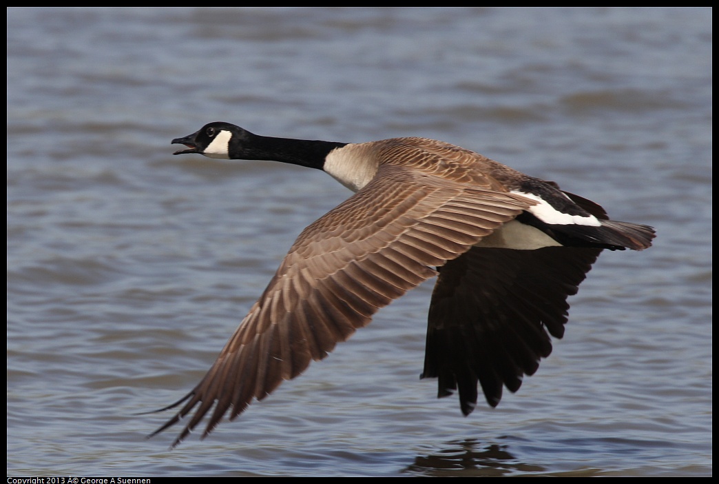 0317-133753-01.jpg - Canada Goose