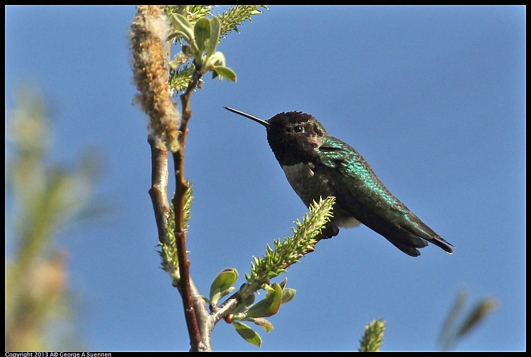 0317-141512-01.jpg - Anna's Hummingbird