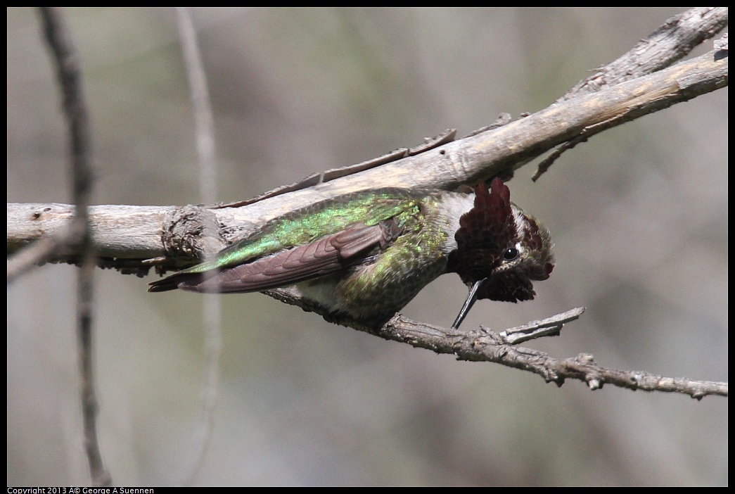 0317-142036-05.jpg - Anna's Hummingbird