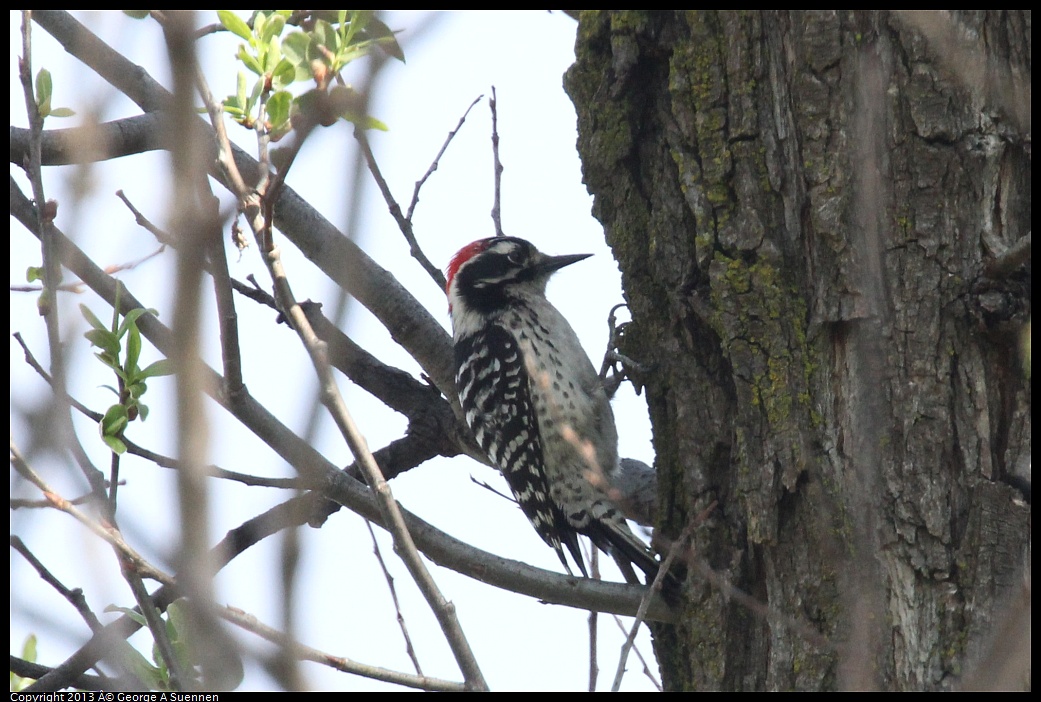 0317-142651-01.jpg - Nuttall's Woodpecker