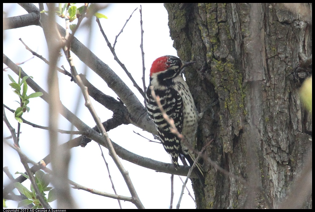 0317-142652-02.jpg - Nuttall's Woodpecker