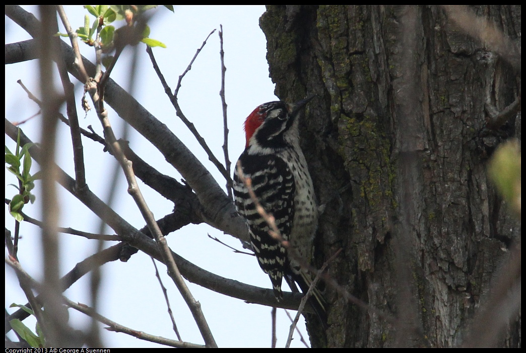 0317-142652-03.jpg - Nuttall's Woodpecker