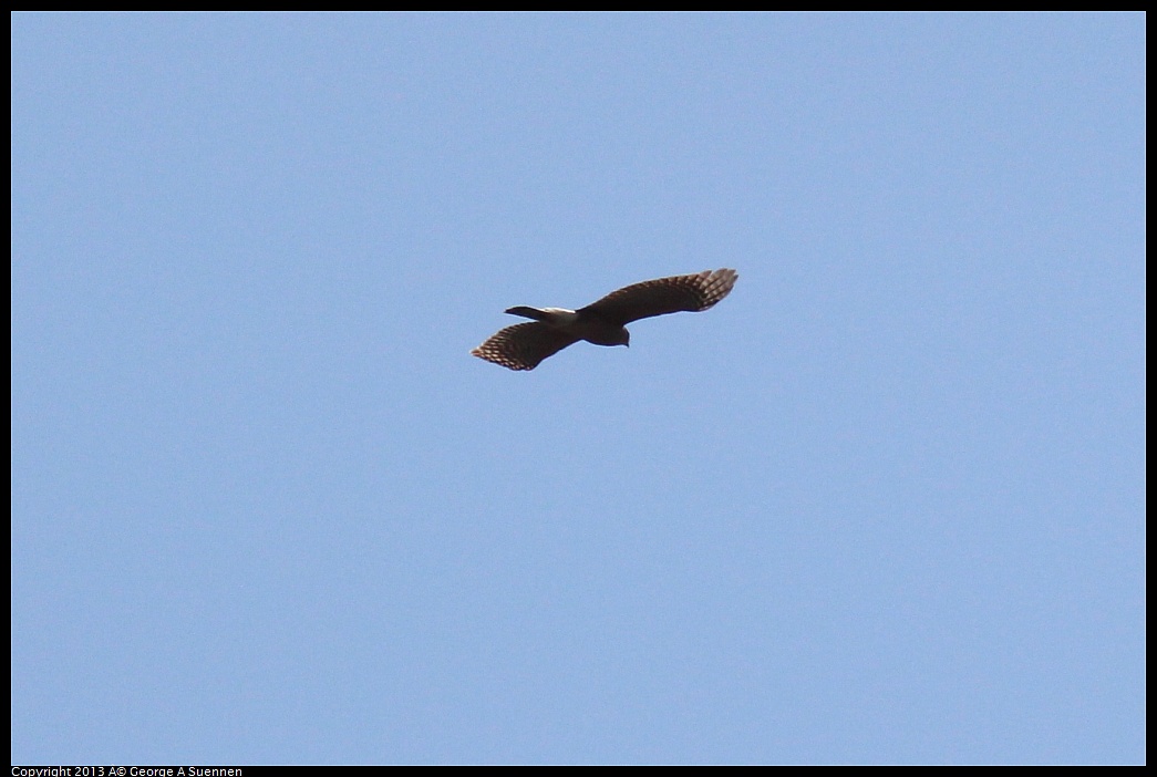 0317-142700-01.jpg - Red-shouldered Hawk