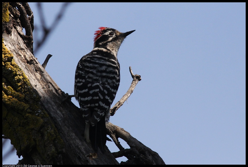 0317-142923-02.jpg - Nuttall's Woodpecker