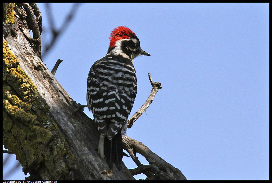 0317-142923-04.jpg - Nuttall's Woodpecker