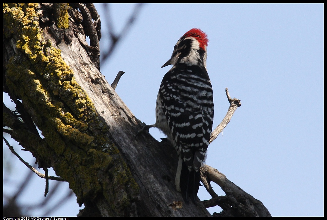 0317-142924-02.jpg - Nuttall's Woodpecker