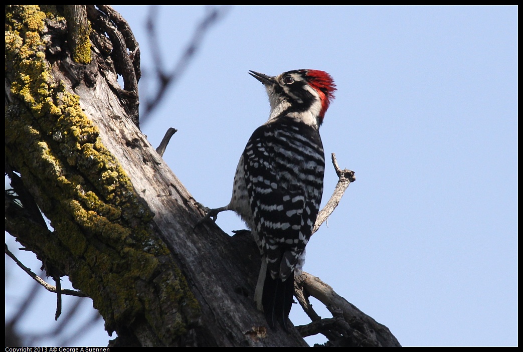 0317-142926-01.jpg - Nuttall's Woodpecker