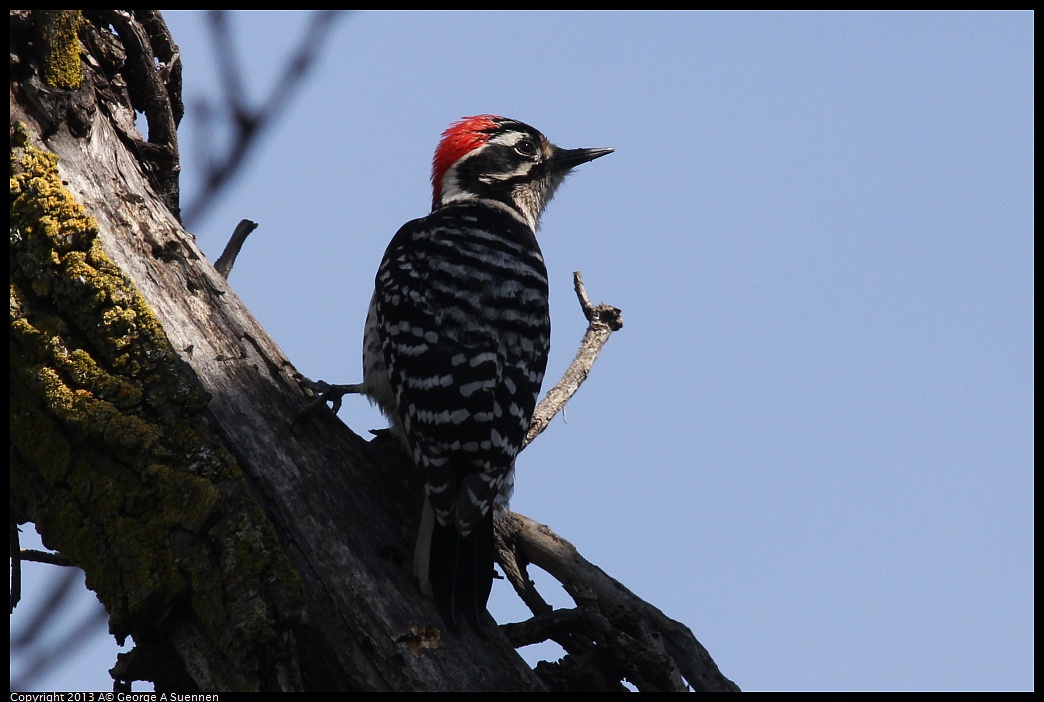 0317-142928-01.jpg - Nuttall's Woodpecker