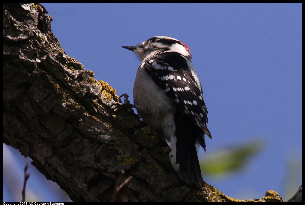 0317-143316-01.jpg - Downy Woodpecker