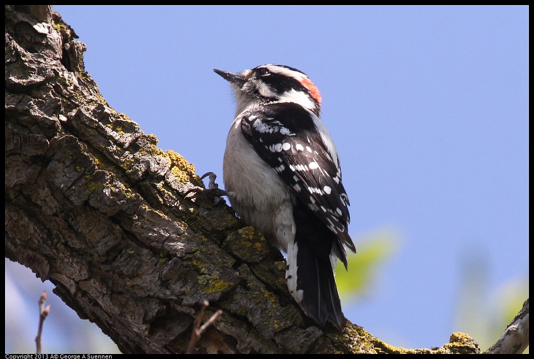 0317-143317-01.jpg - Downy Woodpecker