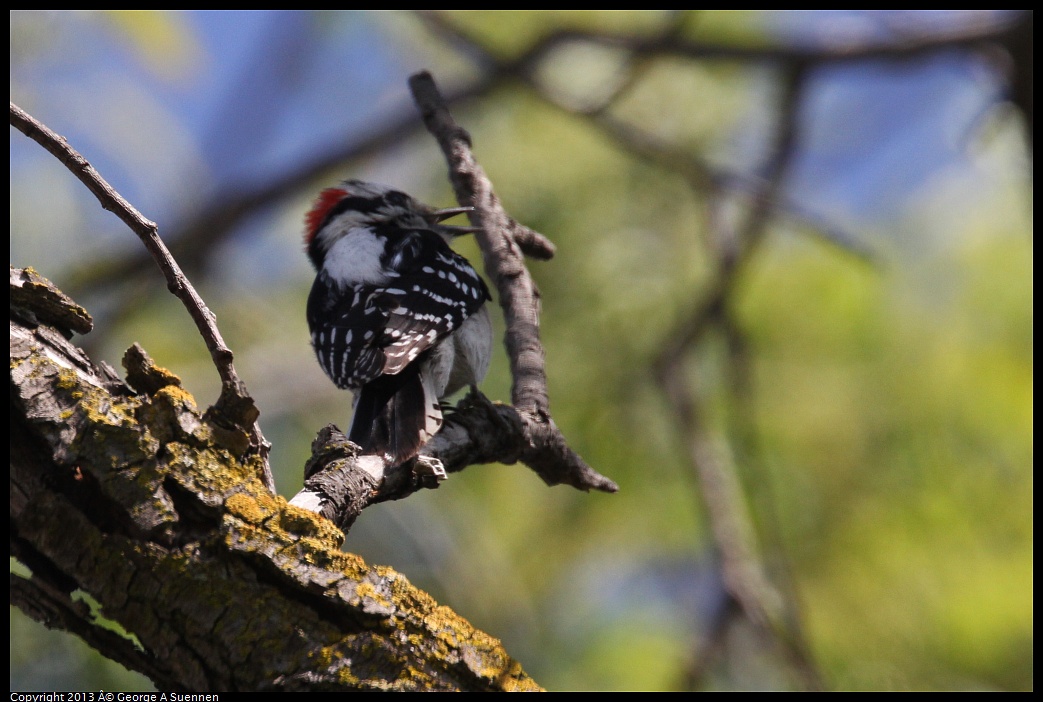 0317-143348-03.jpg - Downy Woodpecker