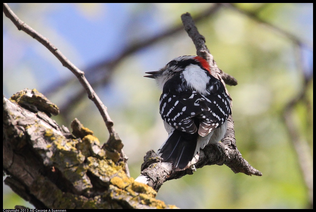 0317-143349-04.jpg - Downy Woodpecker