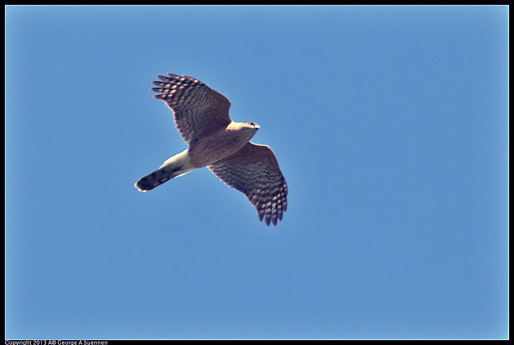 0317-143453-01.jpg - Red-shouldered Hawk