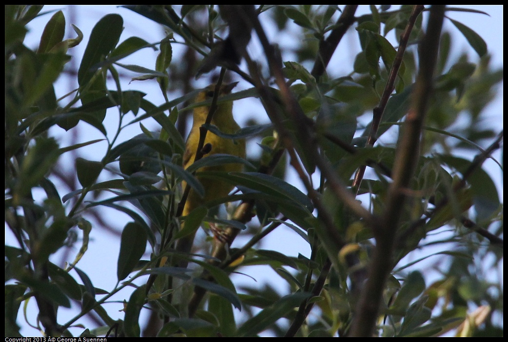 0317-144659-01.jpg - Orange-crowned Warbler