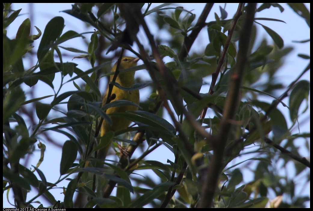 0317-144659-03.jpg - Orange-crowned Warbler