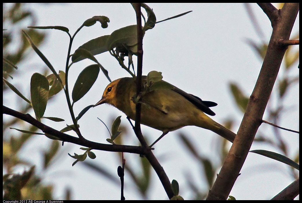 0317-144711-02.jpg - Orange-crowned Warbler