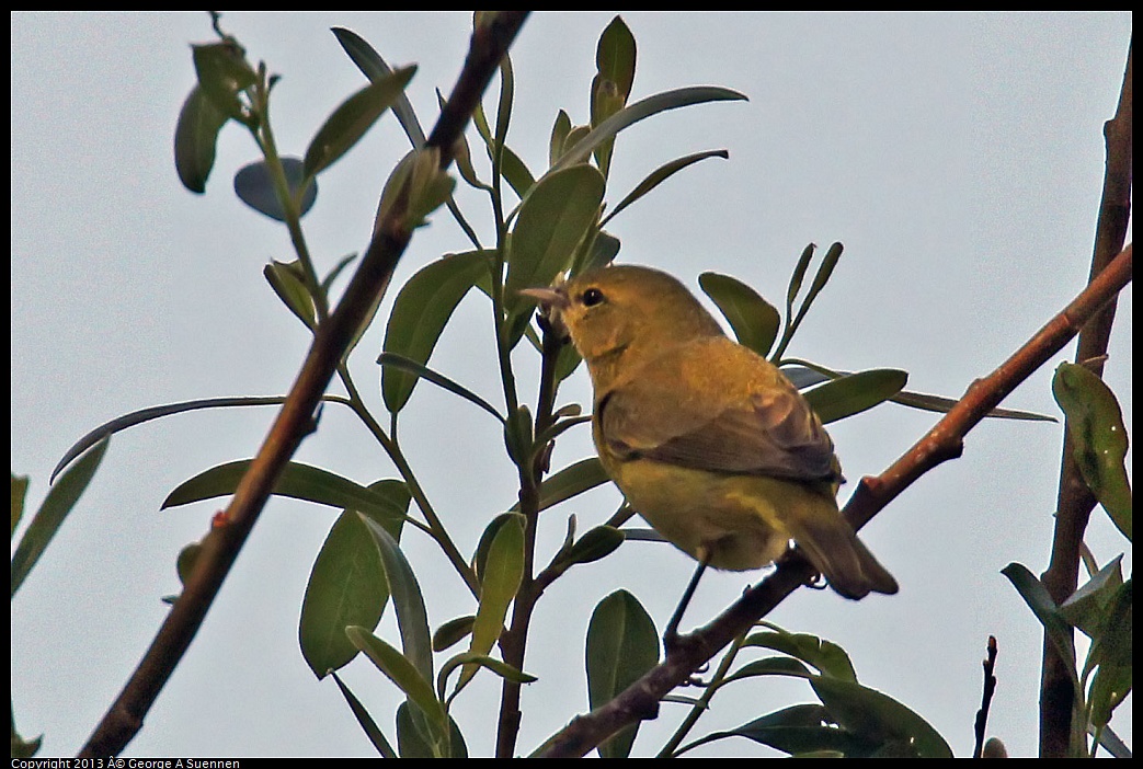 0317-144715-05.jpg - Orange-crowned Warbler
