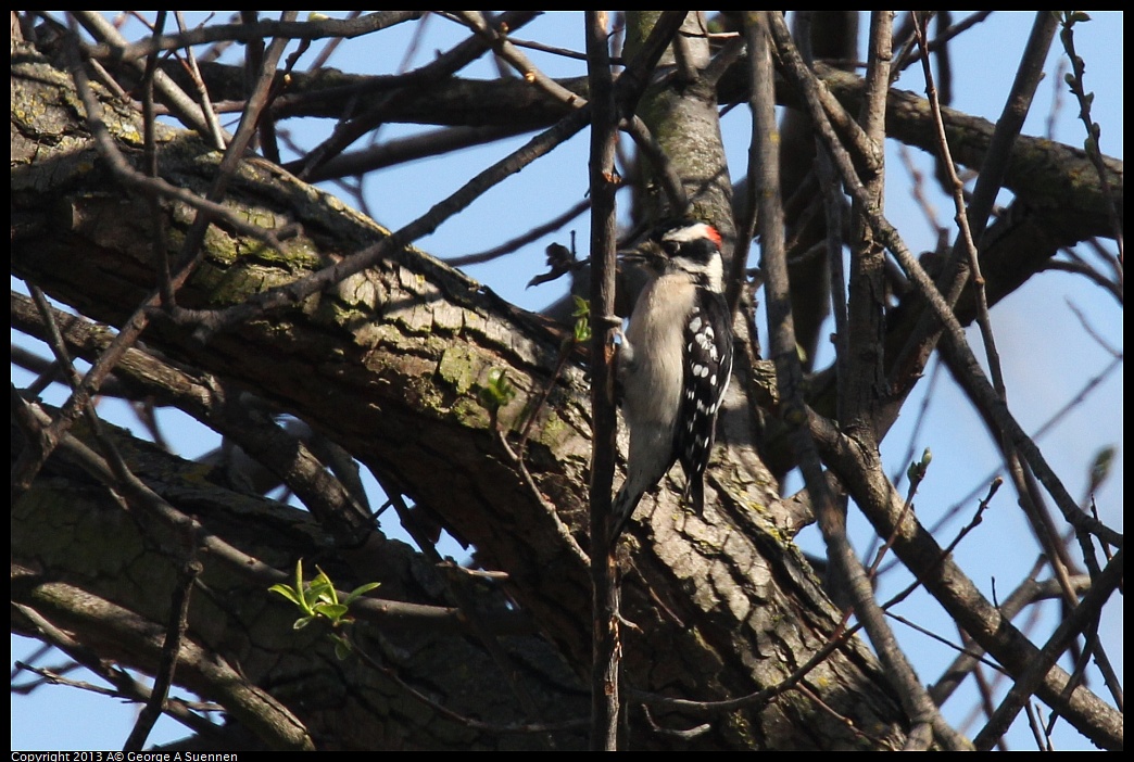 0317-145244-02.jpg - Downy Woodpecker