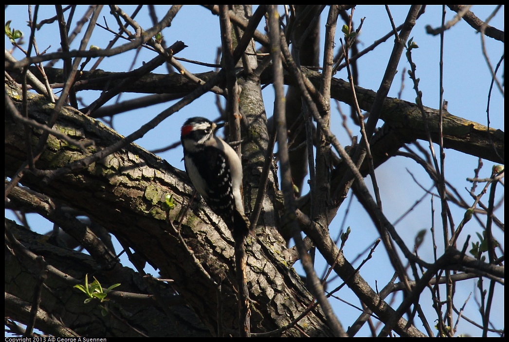 0317-145250-01.jpg - Downy Woodpecker