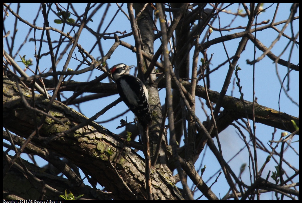 0317-145255-06.jpg - Downy Woodpecker