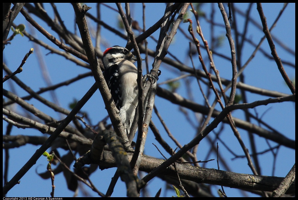 0317-145411-03.jpg - Downy Woodpecker
