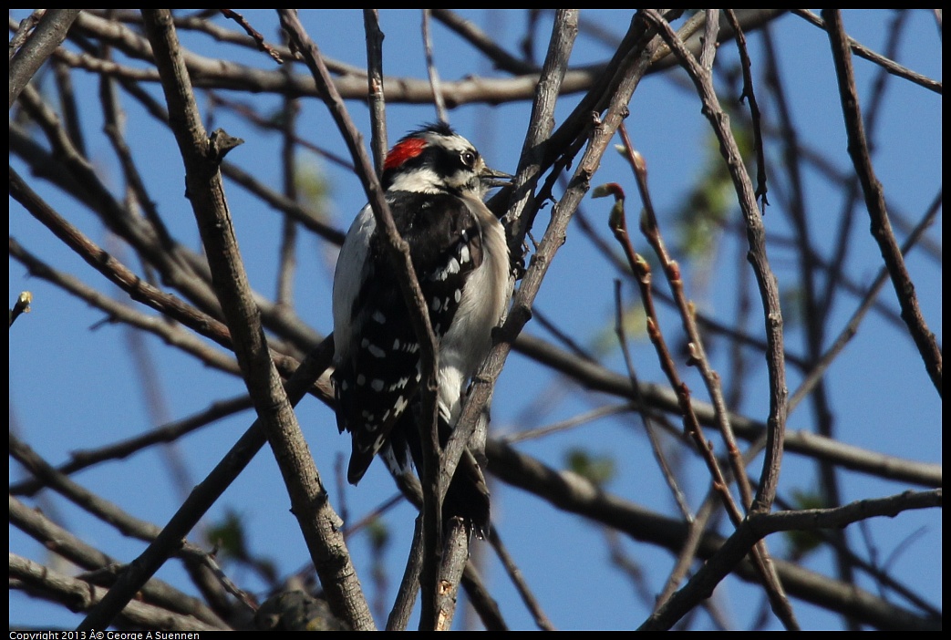 0317-145439-02.jpg - Downy Woodpecker