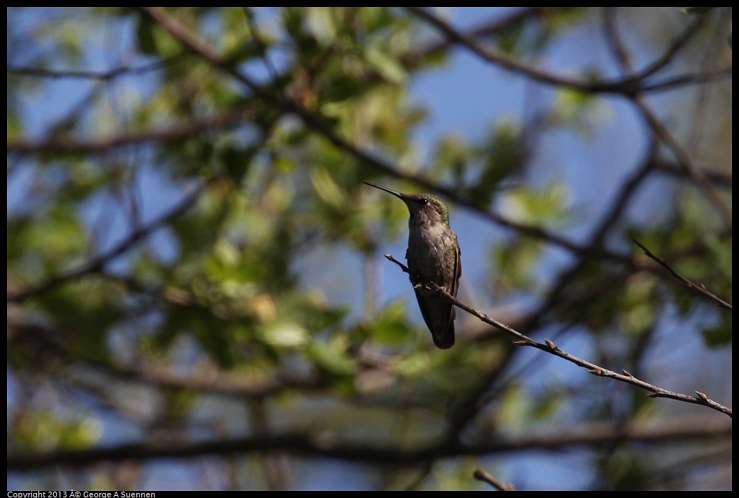0317-150704-01.jpg - Anna's Hummingbird